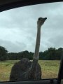 Kids_FossilRim_8-2016 (24)